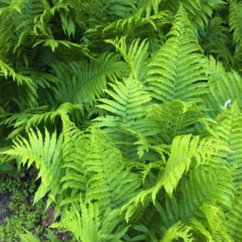 Pack of 10 Fern Bare Roots, Live Cinnamon Fern Plants, 3 to 6 Inches Long, Fern Tree Live Plant for Garden, Fern Live Plants Outdoor Indoor, Live Fern Plants