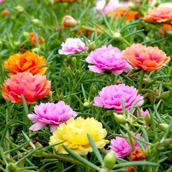 Seeds Moss Rose Mix/Portulaca grandiflora/Annual Flowers