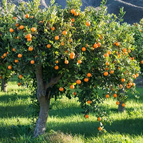 Plants Agora Certified | Live Blood Orange Tree | Great For Indoors, Outdoors, And Every Patio | Available For Single Purchase Or Pack Of Two #TOP3