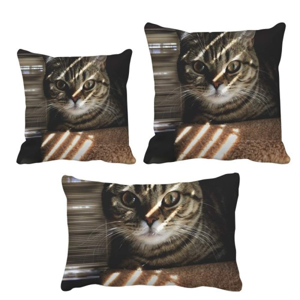 Housse de coussin chat pour rénover un canapé et décorer