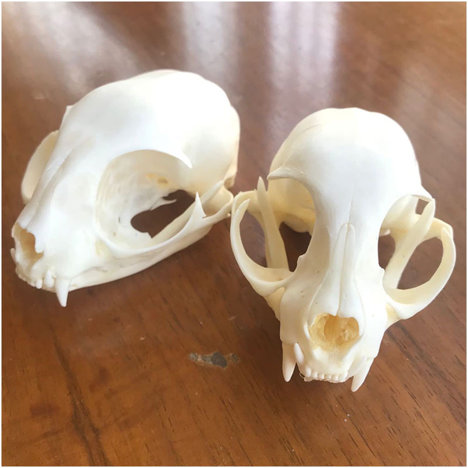 高品質！ボブキャットの頭骨 12.5cm 【公式通販】