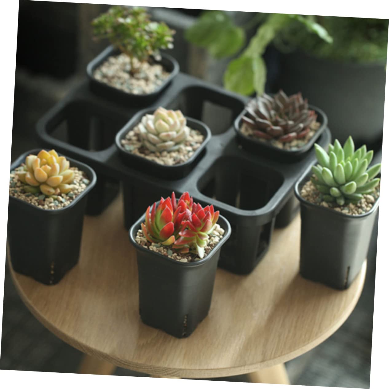 Amazon.co.jp: 植木鉢トレイ 受け皿 多肉植物用 水受け機能