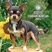 Chihuahuas American Kennel Club 2016 Wall Calendar