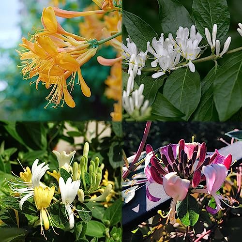 25 piezas semillas de hoja perenne resistentes de madreselva hierbas plantas primavera flores roca jardín plantas resistente Lonicera japónica - cama de hierbas decoración de