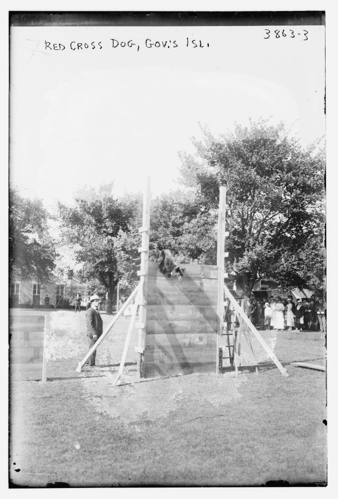 1916 Photo Red Cross Dog, Gov.'s Isl. a exhibition of trained Red Cross