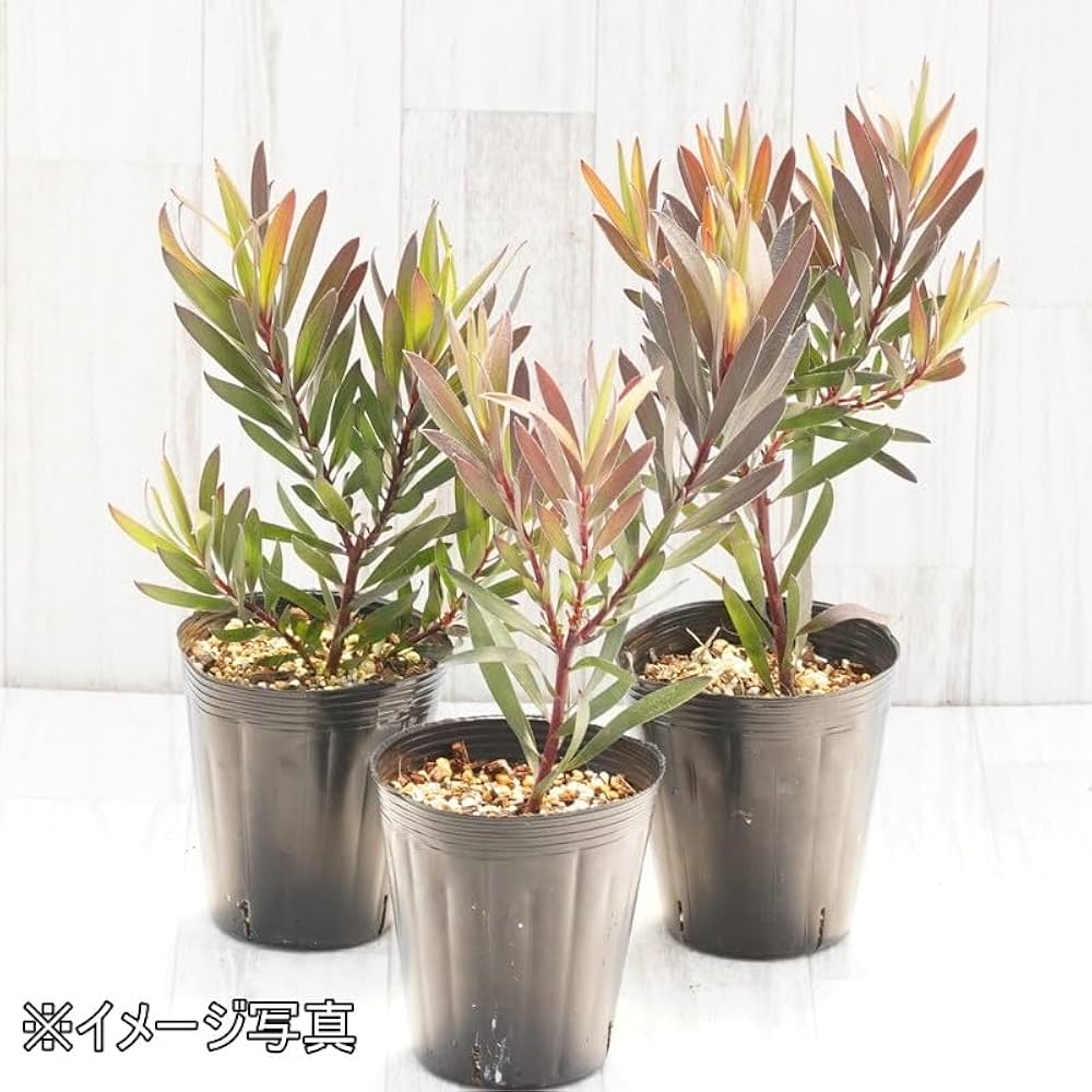 43㎝ リューカデンドロンとアンティーク紫陽花の横長ガーランド 43