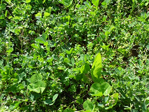 image for Whitetail Institute Edge Deer Food Plot Seed, Perennial Blend of Deer-