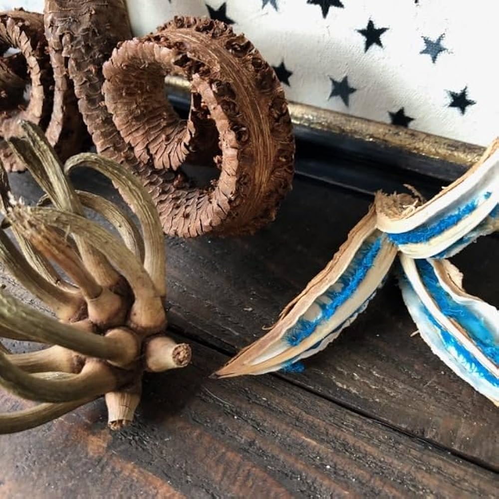 タビビトノキ　15本 タビビトノキ：タビビトノ木のタネ の通販 | 園芸ネット