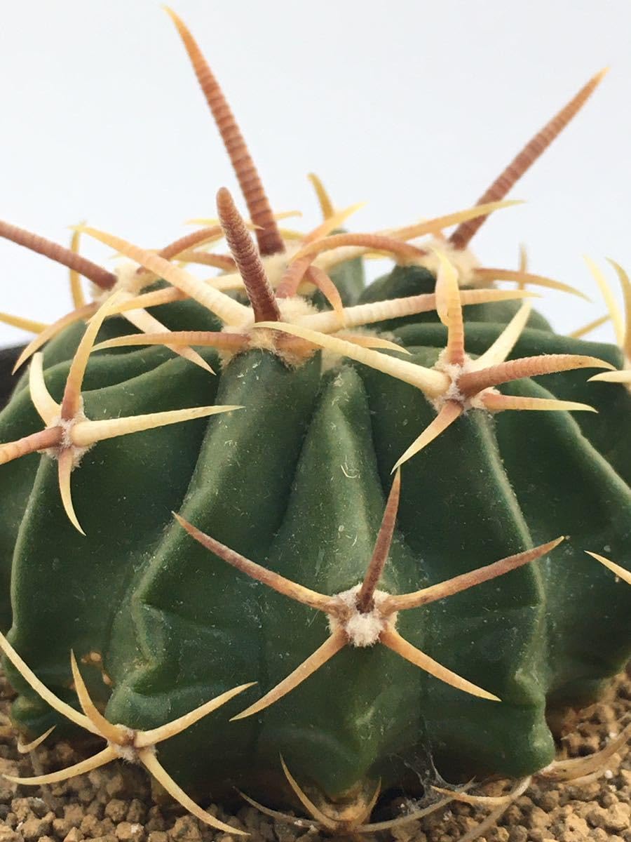 Amazon.co.jp: エキノカクタス 綾波（Echinocactus texensis