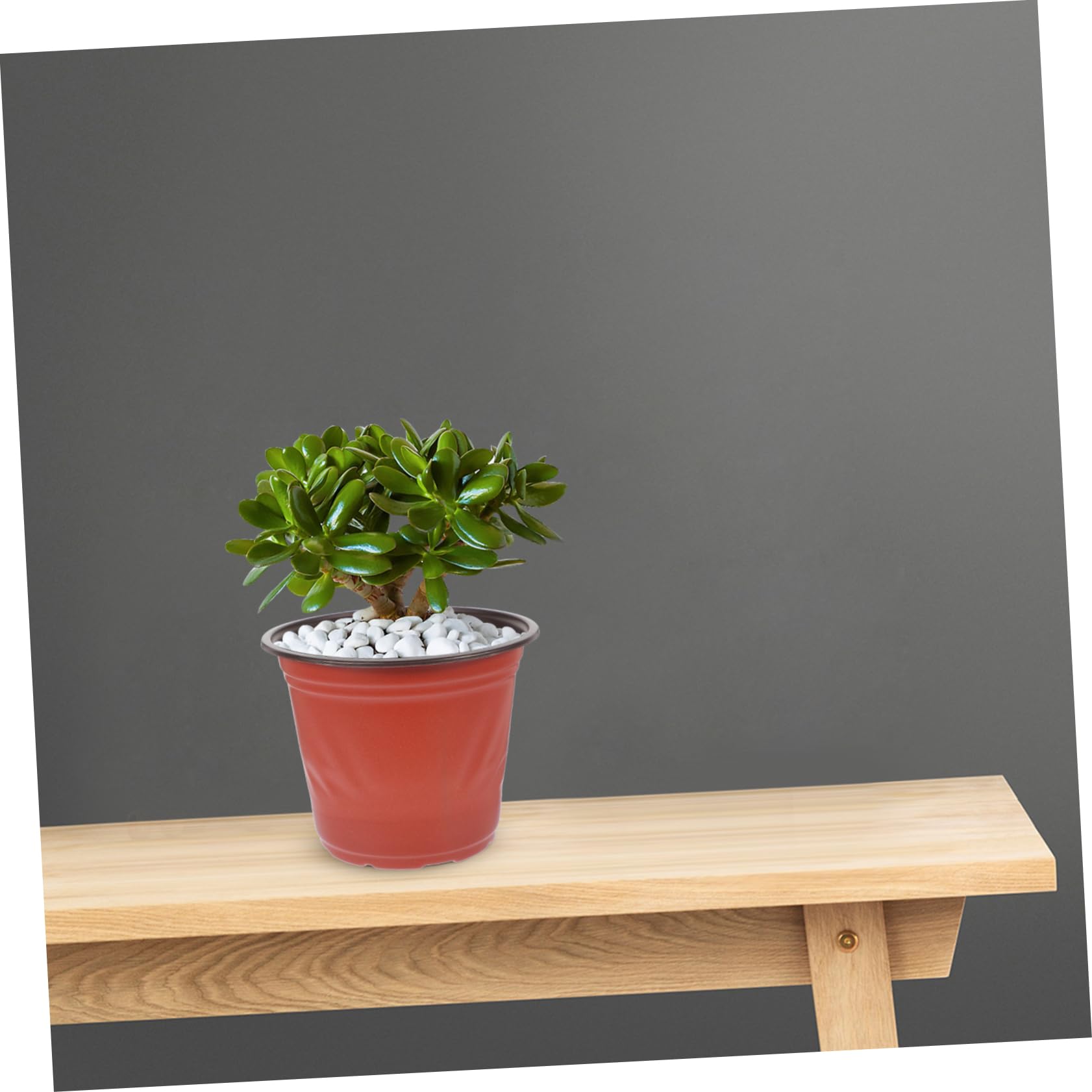 Pots de Fleurs en PP Bicolore 4.65 Pouces Lot de 50 pour Jardinage et Plantes Succulentes Réutilisables