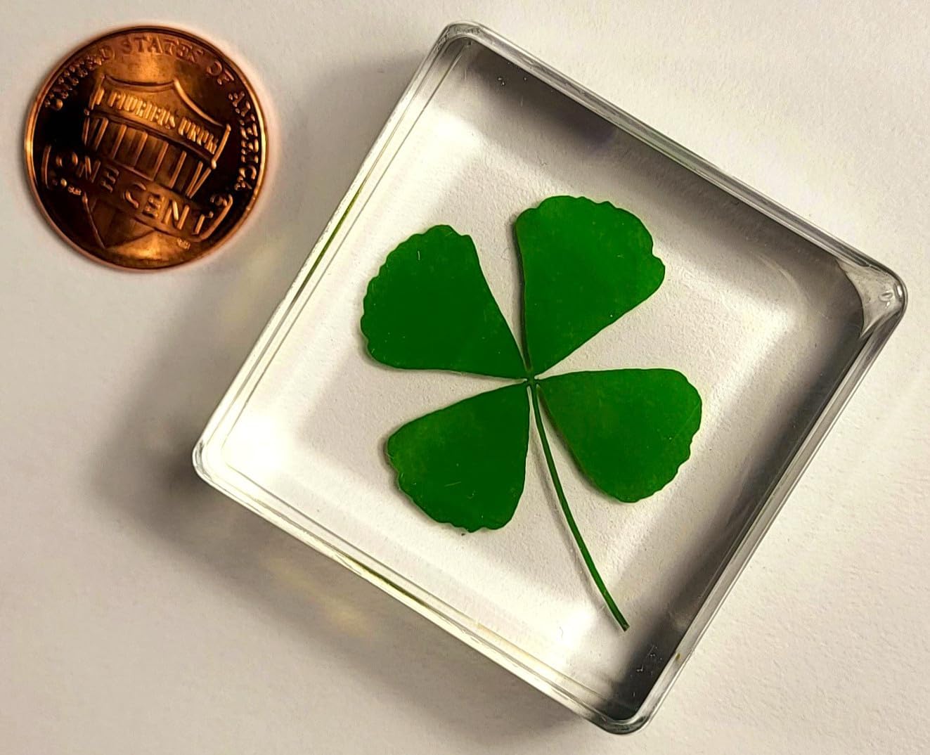 38 mm großes echtes vierblättriges Kleeblatt aus kristallklarem Lucite-Harz. Exemplar „Glücksblatt“ zum St. Patrick's Day, Geschenk- und Bastelsammlung für Botanik, Wissenschaftsunterricht und Schreib