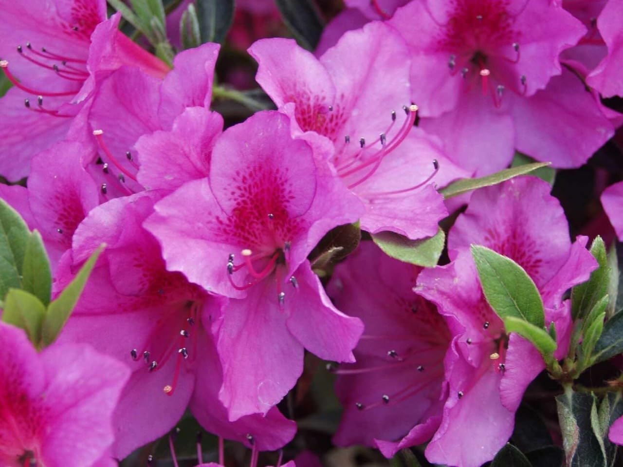 Purple Formosa Azalea | 20 Live Plants | Rhododendron Formosum | Lush Flowering Shrub | Hardy Garden Landscape Accent | Vibrant Spring Blooms