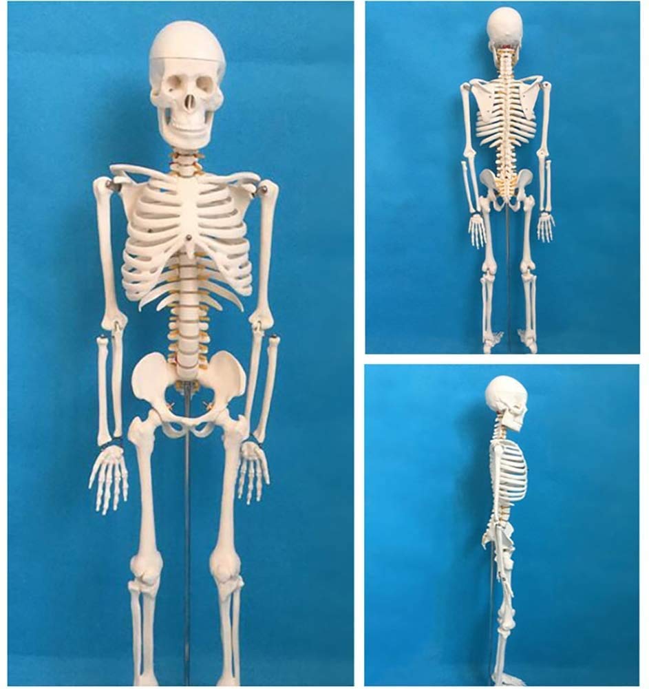 Decorazione Medica Originale In Resina - Denti Rimovibili, Per Studio Medico O Decorazione Modello Teschio Umano - Foto 5