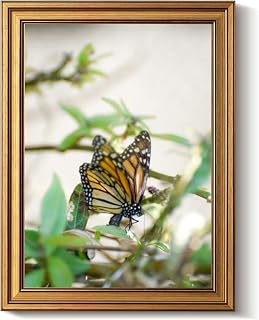 Vintage Gold Framed Wall Art Decor Retro Monarch Butterfly Laying Egg Milkweed Canvas Paintings Picture Poster Prints for Bathroom Living Room Bedroom Kitchen Artwork