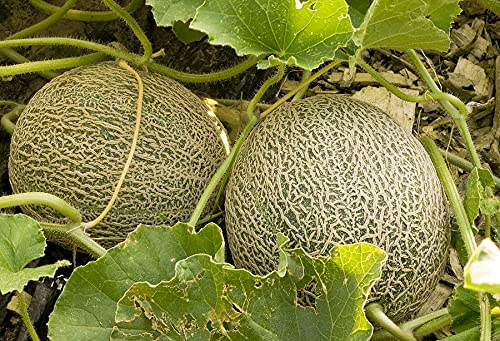 Image of Muskmelon hybrid seeds for planting (5 seeds)