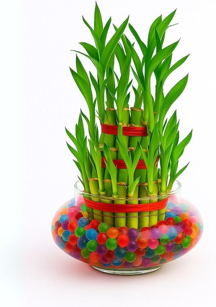 Abana Homes 3 Layer Lucky Bamboo Plant (21 Sticks) in Glass Pot | Bamboo Plant for Home Decoration | Office & Table Decor