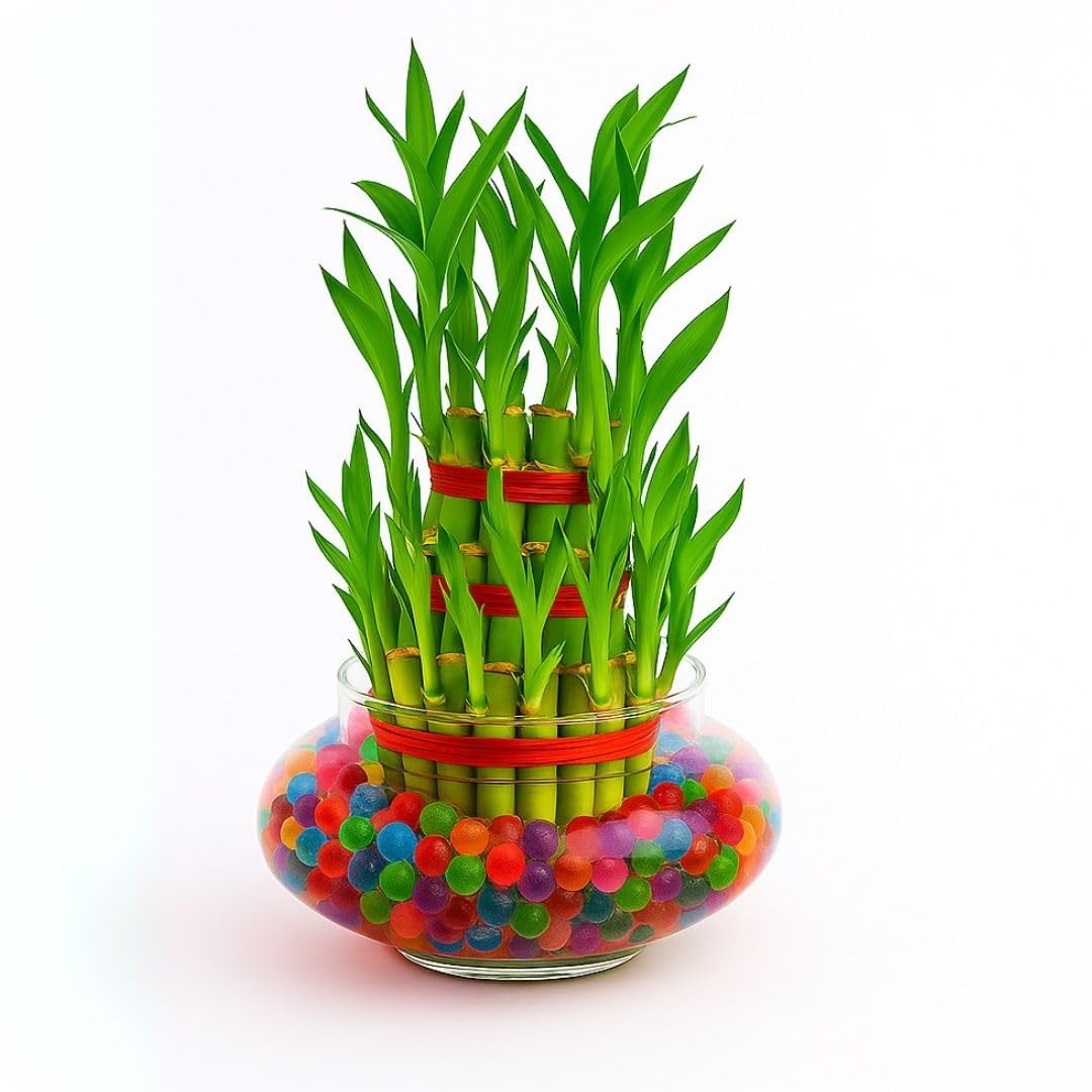 Abana Homes 3 Layer Bamboo Plants for Home Decoration | 3 Layer Lucky Bamboo 21 Sticks | Lucky Bamboo Plant in Glass Pot for Home Décor