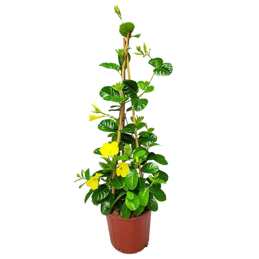 Amazon.com : Live Mandevilla Trellis - Yellow Flowers