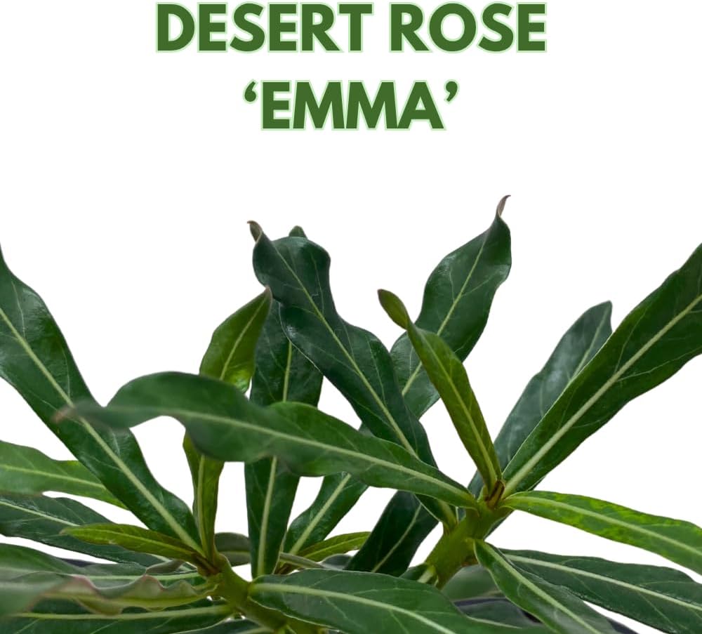 BubbleBlooms Desert Rose Emma in a 4 inch Pot Extremely Rare Flower