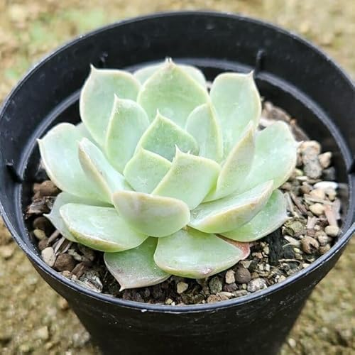 }[xbN 7.5cm|bg A GPxA Echeveria Y  ϗtA CeAO[ 񂹐A ke 1{ 1