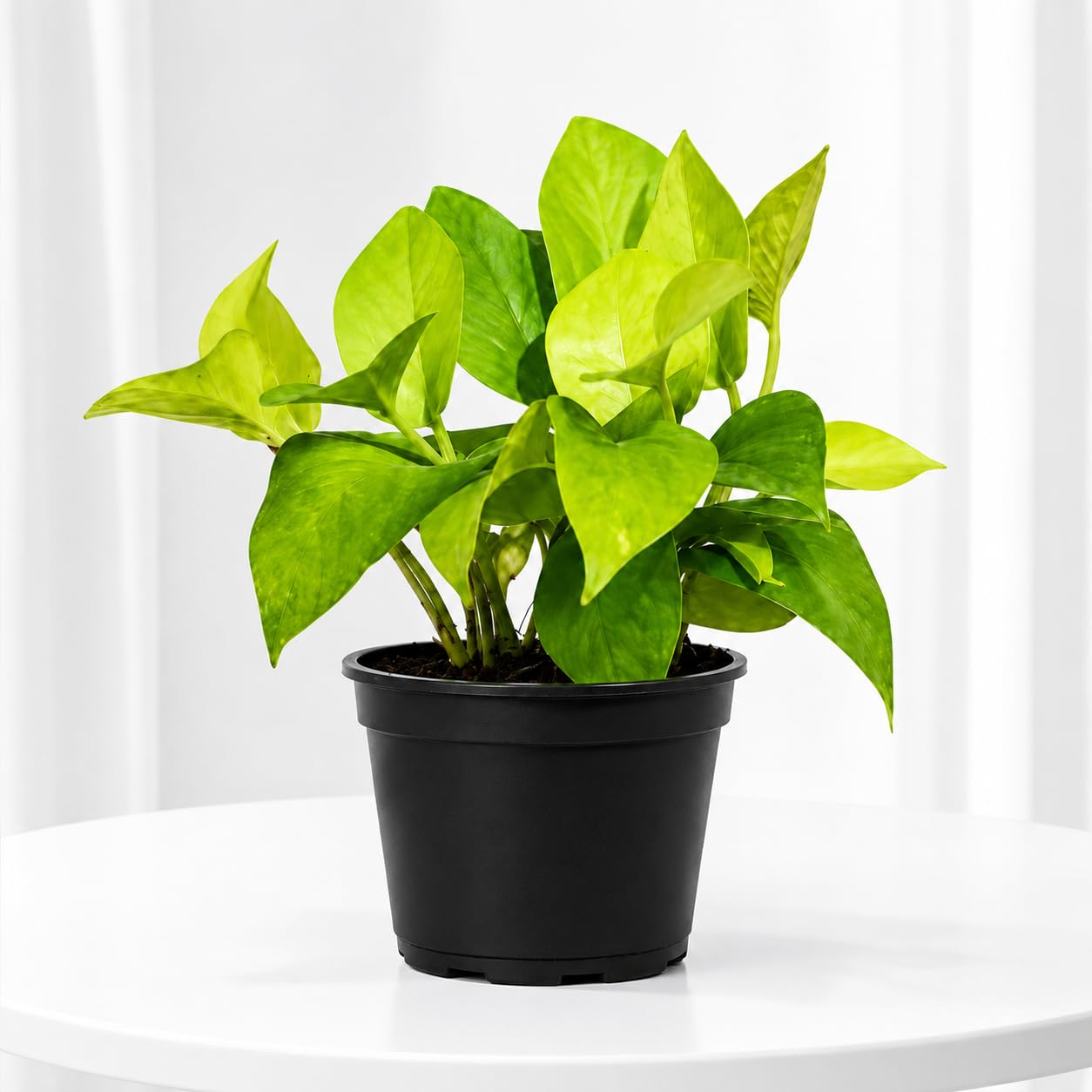 Black Pot Money Plant Golden Pothos Live Plant, for Home, Office Desk, Workstation and Bookshelf-image-14