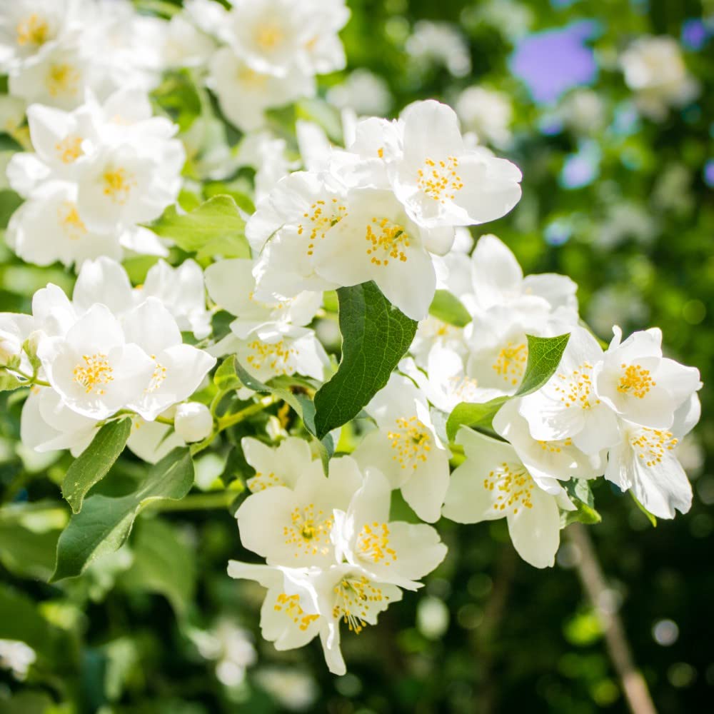 Philadelphus 'Lemoinei' Mock Orange Hardy Shrub Fragrant White Blooms Low-Maintenance Easy to Grow Flowering Shrubs 1 x 3.6-Litre Potted Plants By Thompson and Morgan