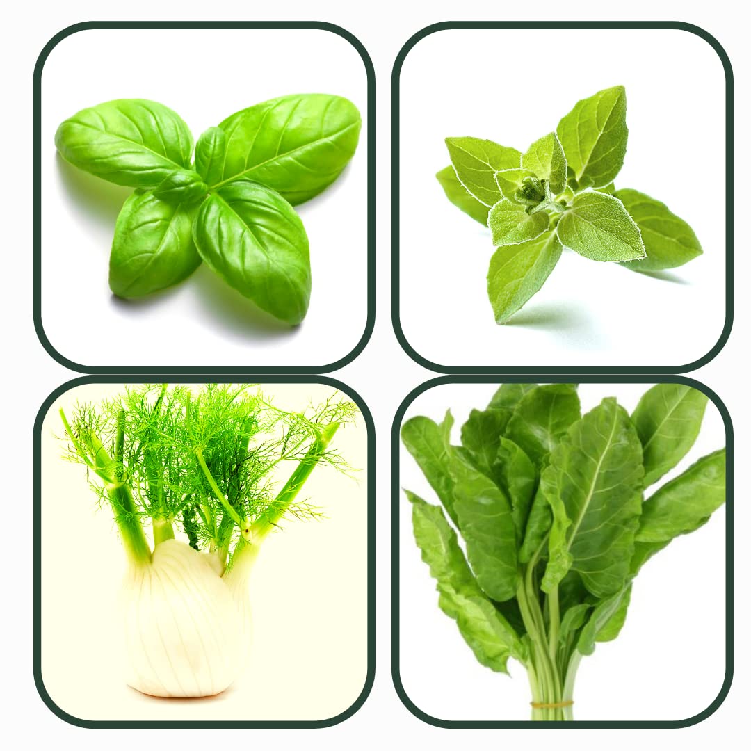 See full amazon price history chart for Farmgokart |Combo Seed Pack of 4 | Exotic Herbs & Vegetable Seeds |Basil , Oregano , Fennel & Swiss Chard seeds |Growing at Home and Terrace Garden | Farmgokart |Combo Seed Pack of 4 | Exotic Herbs & Vegetable Seeds |Basil , Oregano , Fennel & Swiss Chard seeds |Growing at Home and Terrace Garden | (B09NS7T9JQ) Amazon Price History, Amazon Price Tracker