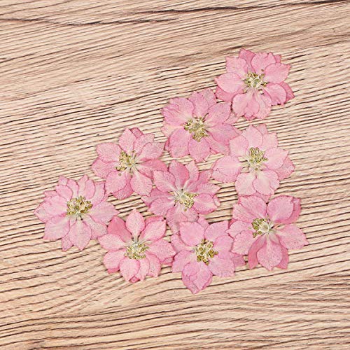 20 piezas de flores secas para decoración artesanal miniatura 4