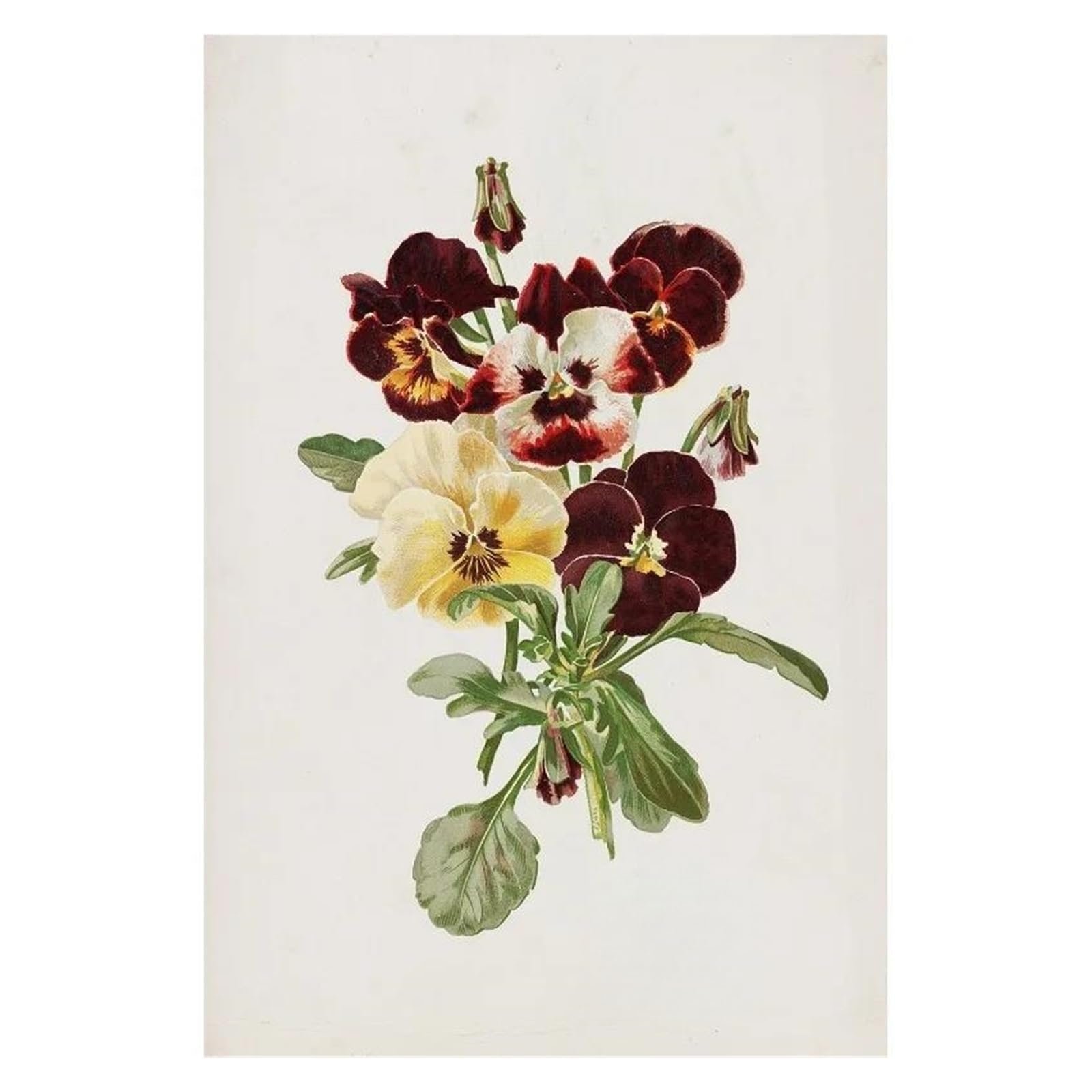 Affiche botanique fleurs sauvages sur toile pour décoration murale durable