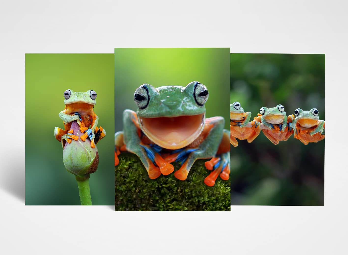 Dv Design Multi-Color 3 X A4 Frog Posters - Wild Tree Frogs Animals Trio Of Prints Portrait Poster Gift