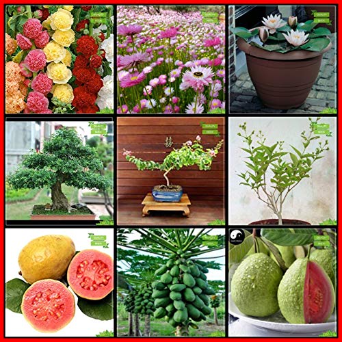 Creative Farmer Combo Plant Seeds Amazon.in Garden & Outdoors