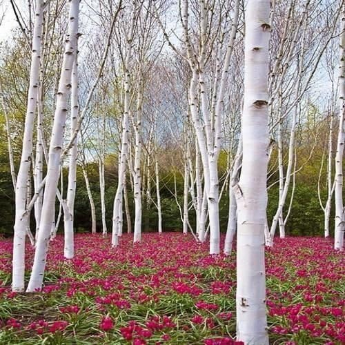 White Paper Birch Seedlings for Planting