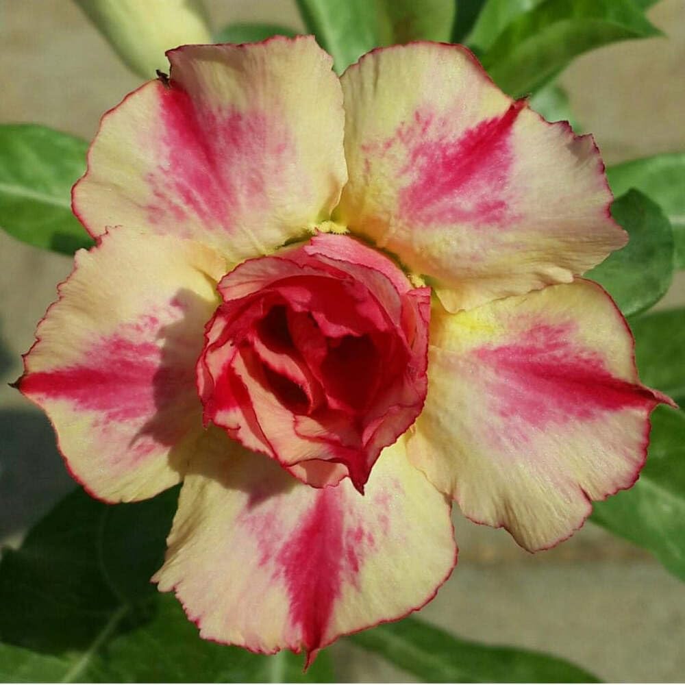 Cloud Farm Bonsai Air Layered Adenium/Desert Roses Live Flower Plant,1 Healthy Live Decorative Flowering Plant, 1Ft Height in Nursery Grow Bag for Home Garden CF_20666 (B0C8CZ6LKV) Amazon Price History, Amazon Price Tracker