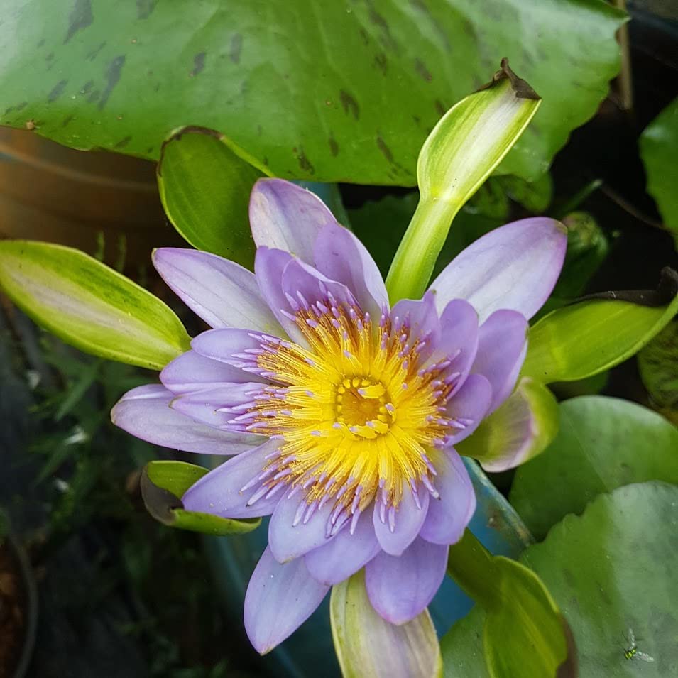 Ruckkuz - Waterlily Live plant (Blue Leaf) | Indoor | Outdoor | Aquatic Plant (B09YPWB4HD) Amazon Price History, Amazon Price Tracker