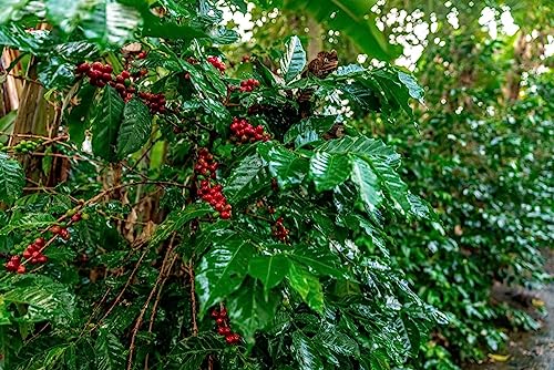 Café verde sin tostar Guatemala 2 libras miniatura 3