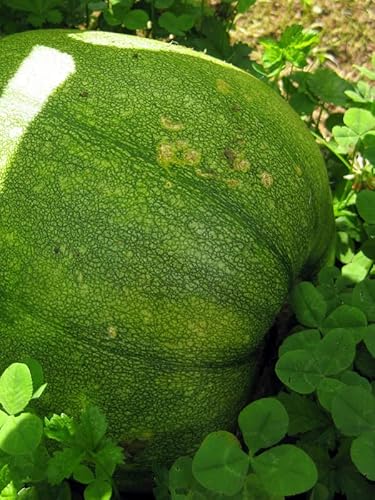 Steirischer Ölkürbis ’Herakles’ (Cucurbita pepo var. styriaca) 5 Samen Sommerkürbis