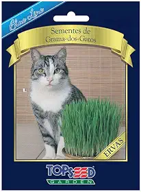 Semente Topseed Grama dos Gatos Blueline