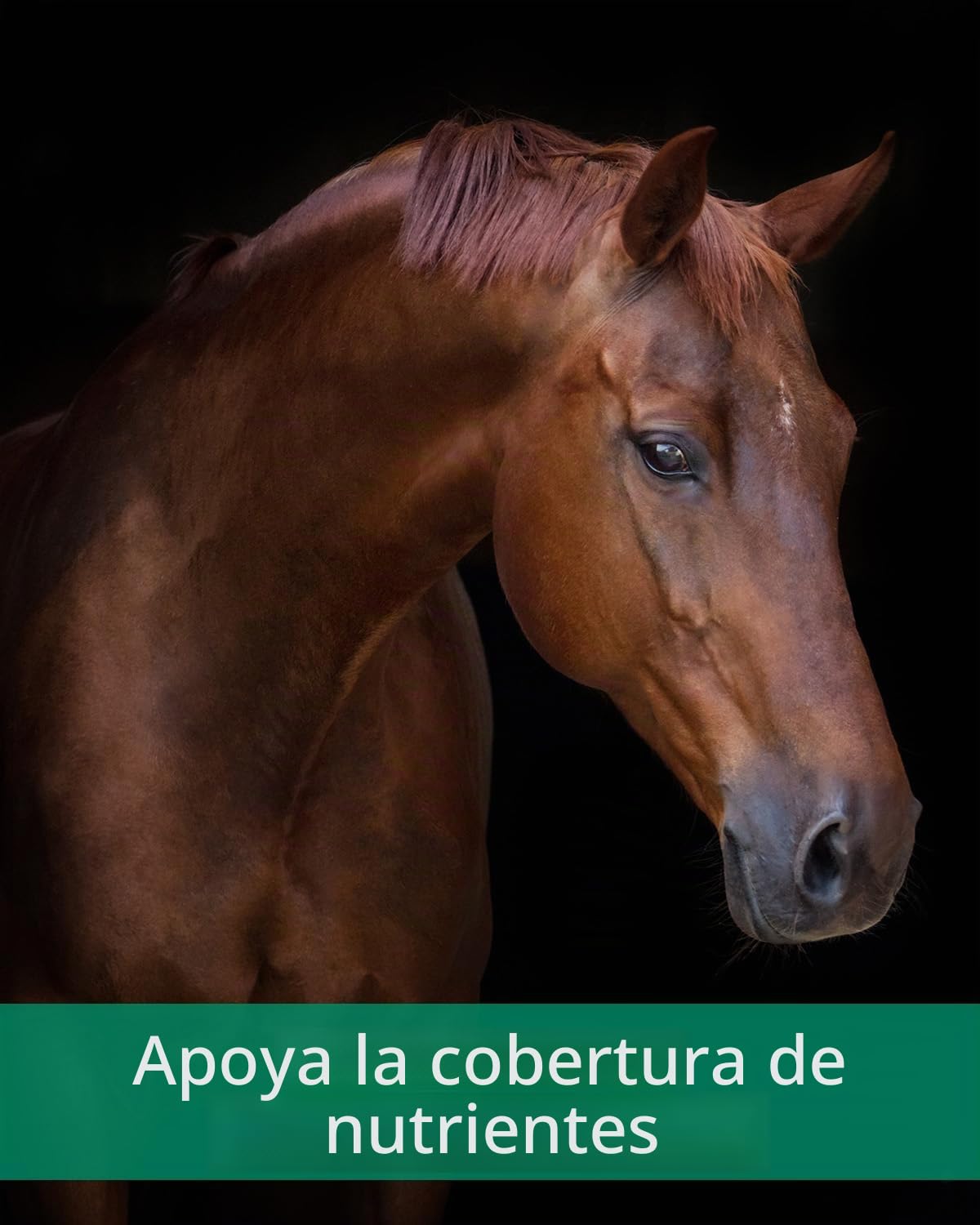 EQUISTRO® Mega Base | Complemento alimenticio para Caballos | Alimento Mineral apoyar la extracción de nutrientes | 3 kg