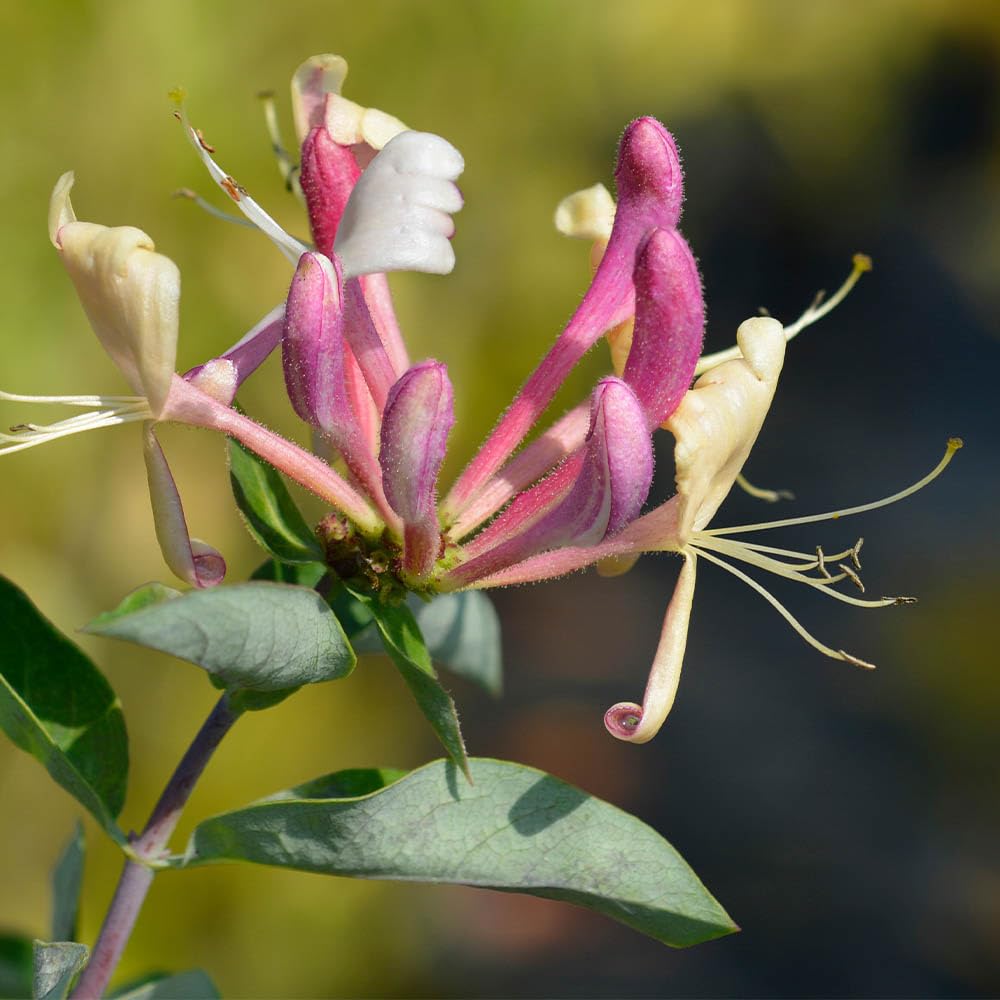 YouGarden - Japanese Honeysuckle Lonicera belgica 90cm Cane 2L Pot