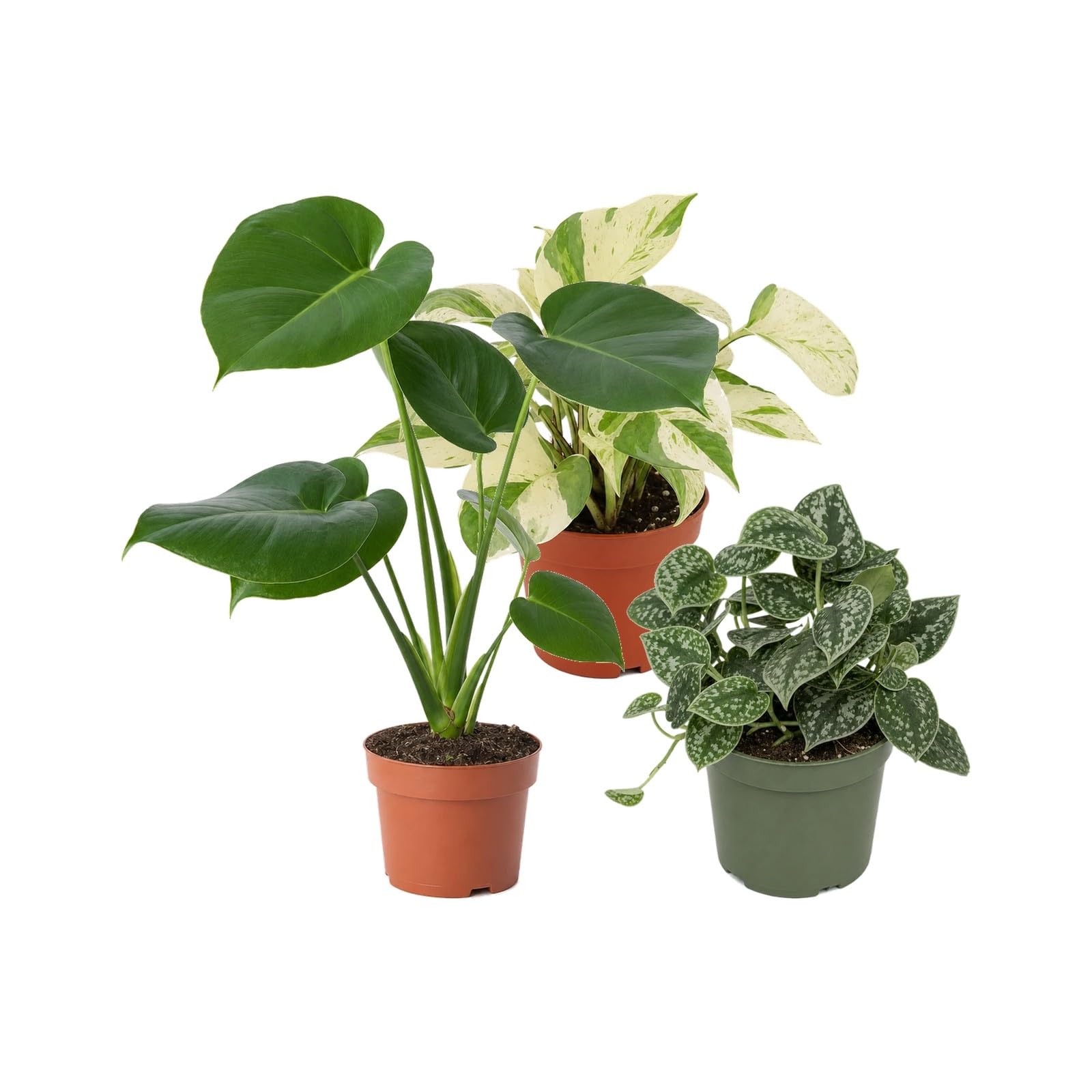 DECOALIVE Selección 3 Plantas de Interior: Siluetas y Formas Botánicas
