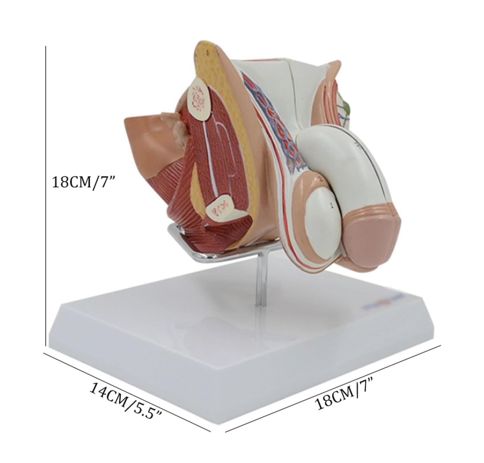 Human Modèle Modèle D'anatomie Structurelle du Système Génito-urinaire Masculin Humain, Médical pour La Formation, Outil Pédagogique Humaines Anatomie