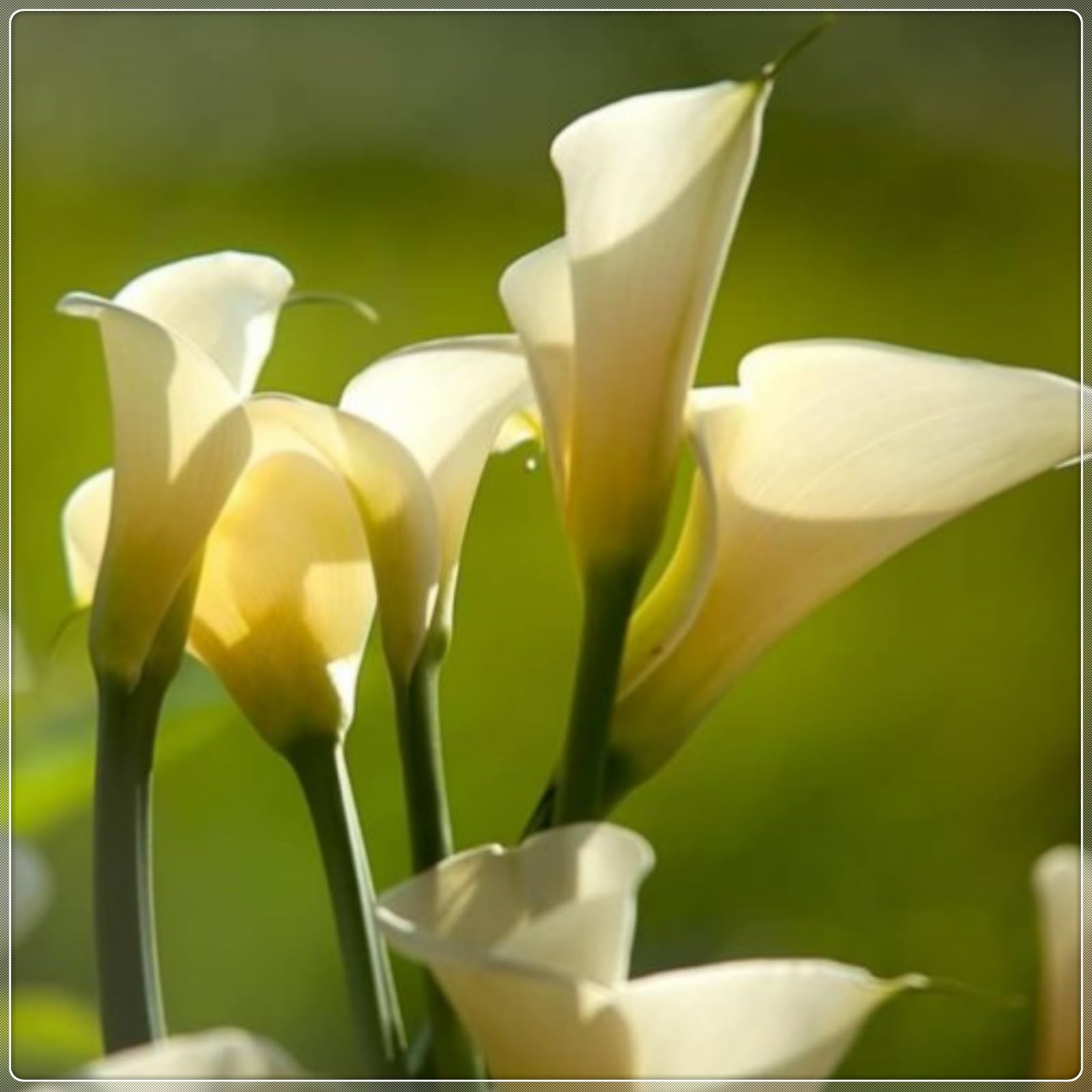 Calla Lily Plants for Sale,Good for Containers,Calla Lily Mix,Golden Jade Carving Feels Beautiful-4bulbs-B — image 1