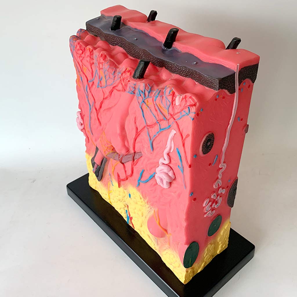 Hautmodell - Vergrößert 105 X Anatomisches Modell Der Menschlichen Haut - Lehrmodell Für PVC-Material - Für Biologie Minimalinvasives Zugwerkzeug Für Kosmetische