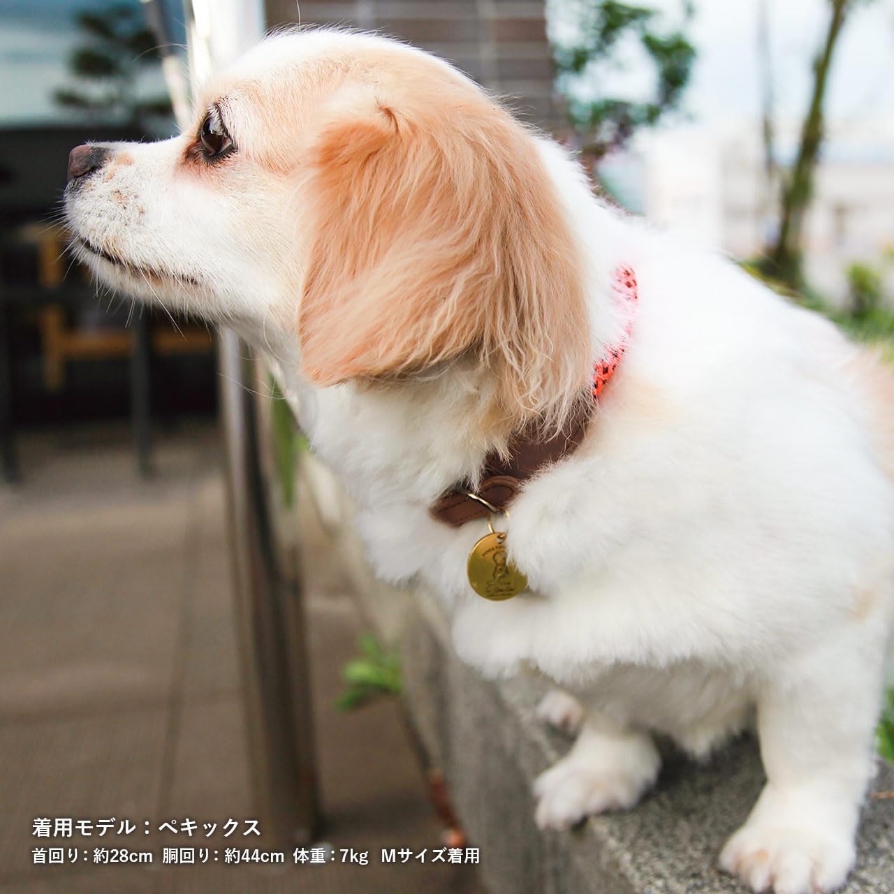 車 収納 ハングイット PACK2 POST GENERAL ポストジェネラル ハンギングベルト 吊り下げ収納 デイジーチェーン 釣具 キャンプ  小物収納 テント 吊るす アウトドア | 雑貨ショップドットコム 【メーカー公式】POST GENERAL ポストジェネラル クライミングロープカラー メーカー保証付 (ブラック, S)