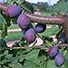 Pflaumenbaum Hauszwetsche Zwetschenbaum Pflaume Buschbaum 110-140 cm 10 Liter Topfballen, St. Julien A