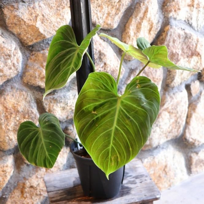 ピンク水晶玉 約20cm(ローズクォーツ) 木製台座付き 水晶玉 写真