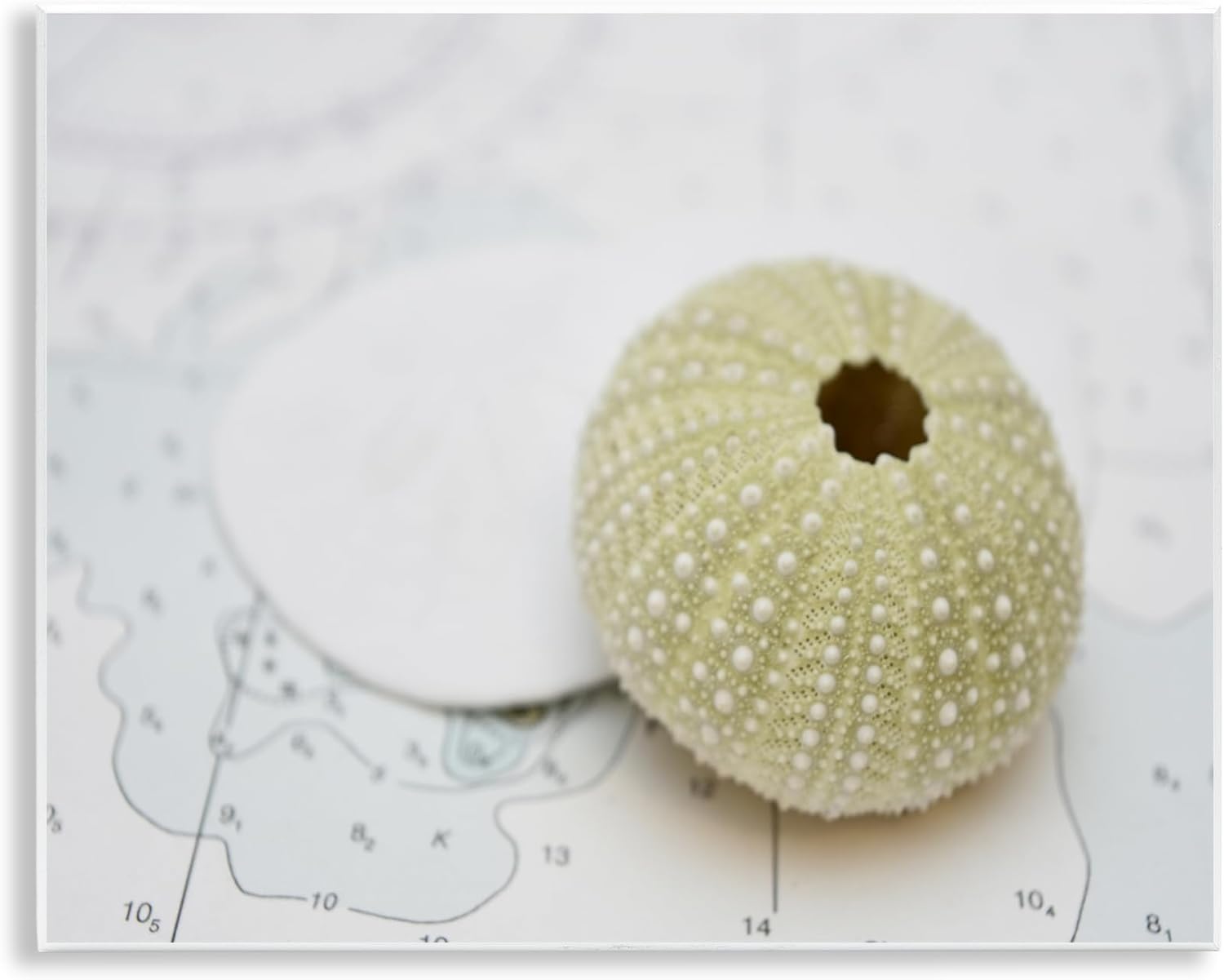 Stupell Industries Aquatic Sea Urchin Wall Plaque Art Design by Savanah Plank, 14 x 11