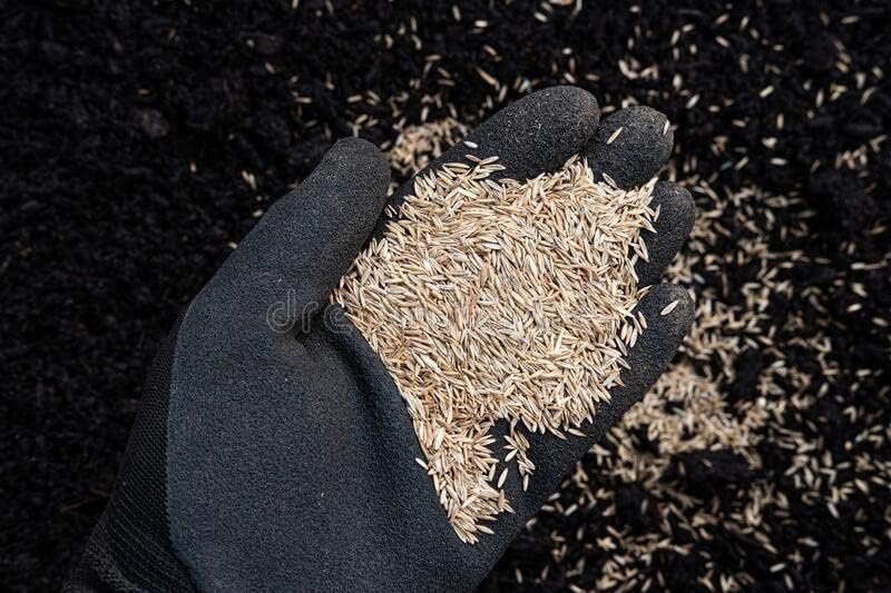 Pennington Tri-Fescue 25 LB Bag of Seed. Will Grow in Both Full Sun and Partial Shade Areas. Each Bag Covers 5,000 Square Feet When Overseeding Your Lawn