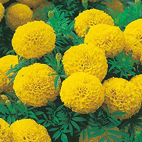 M-Tech Gardens Rare African Marigold " Sunspot Yellow " Exotic 30 Seeds for Growing