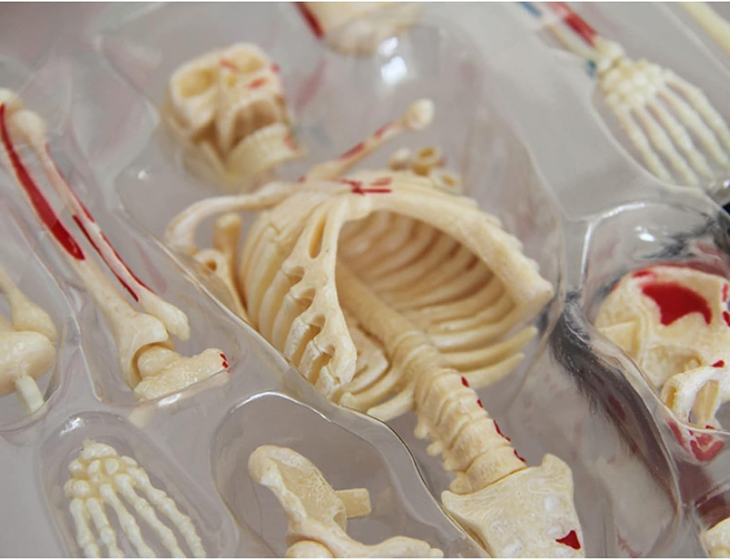 Model ludzkiego szkieletu z nerwami, żyłami i tętnicami – 46-elementowy model anatomiczny ze stojakiem